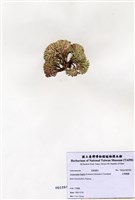 藏品(白果胞藻)的圖片
